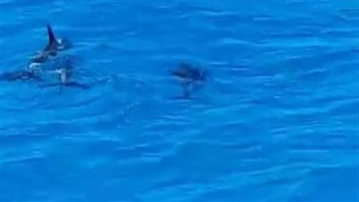 سائحون يرصدون أسراب الدلافين بشواطئ الغردقة (صور وفيديو)