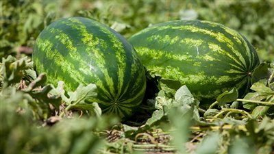 الزراعة: البعض ينشرون شائعة البطيخ المسرطن للتأثير سلبا في اقتصاد الدولة