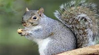 بريطانيا تطعم السناجب الرمادية حبوب منع الحمل لمنع تكاثرها