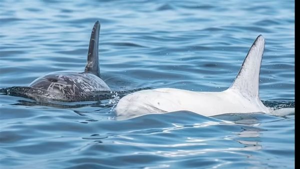 الدولفين الأبيض