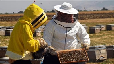 البحوث الزراعية: 500 مليون دولار حجم استثمارات مصر من عسل النحل (فيديو)