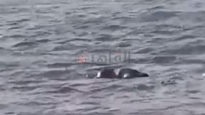  قبل انتشالها.. لحظة طفو جثة بنهر النيل بحلوان (فيديو)