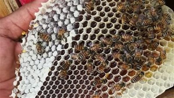  مناحل العسل