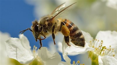 البيئة: الملقحات الحشرية تساهم بـ200 مليار دولار سنويًا من قيمة الاقتصاد العالمي للغذاء