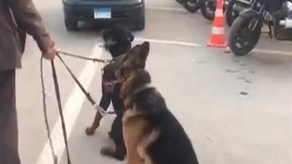 كلاب _أرشيفية 