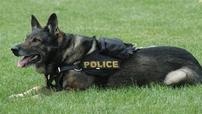 النمسا تدرب الكلاب للتعرف على مصابي فيروس كورونا بالشوارع