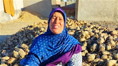  الشركات ترفض استلام البنجر من مزارعين بورسعيد.. والأهالي يستغيثون بالمحافظ (صور وفيديو) 