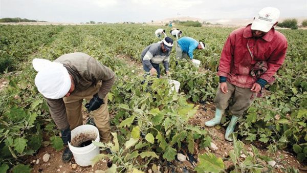عمال الزراعة-أرشيفية