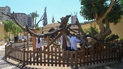 حقيقة رفع مزار شجرة مريم بالمطرية من الخريطة السياحية.. مسؤول يجيب (خاص)