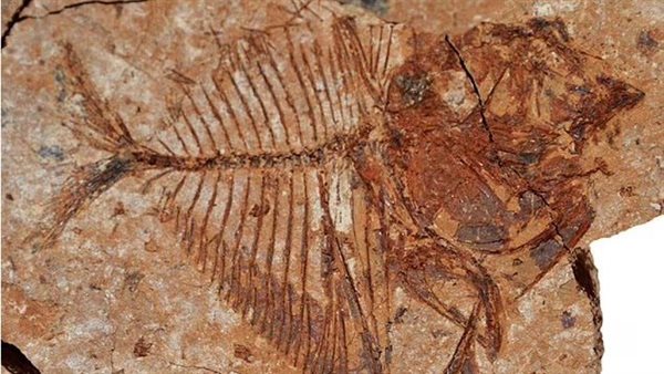 أحافير سمكية 