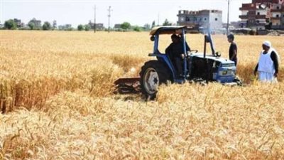 نقيب الفلاحين: نتوقع إنتاج 10 ملايين و600 ألف طن من القمح هذا الموسم