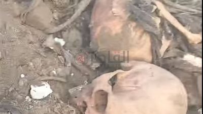 رئيس مدينة قليوب: الجماجم البشرية الملقاة أسفل الطريق الحر من بقايا 