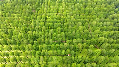 الغابة المائية بحديقة الأراضي الرطبة بـ