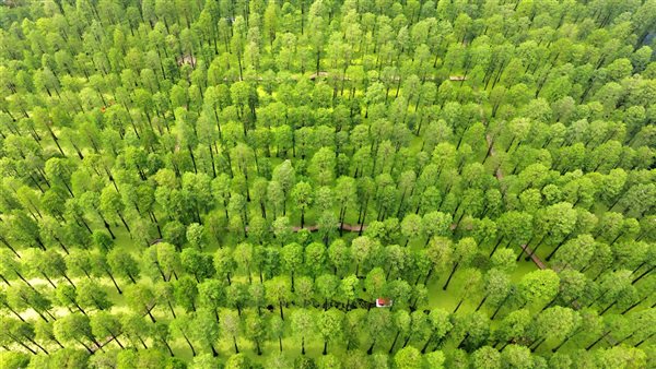 الغابة المائية بحديقة