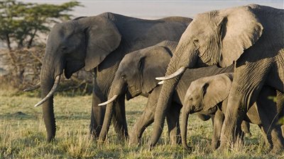 الفيلة قادرة على استنشاق طعامها بسرعة تصل إلى 335 ميلًا في الساعة (دراسة)