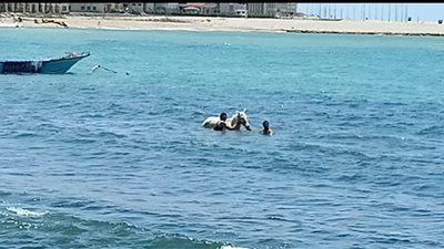 حصان يسبح رفقة صاحبه في شاطئ بالإسكندرية من أجل العلاج (صور وفيديو)
