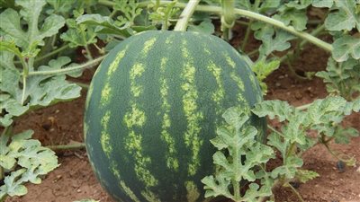 الزراعة: شائعات تسمم البطيخ كلام يحزن.. والمزارع جلس بجوار البطيخة 500 ألف دقيقة بداية من مرحلة الشتلة