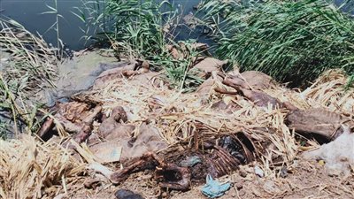 مواطنون بالمنوفية يعثرون على أعداد كبيرة من الحمير المذبوحة داخل مصرف (صور وفيديو)