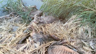 القبض على المتهم في واقعة الحمير المذبوحة بالمنوفية وعرضه على النيابة