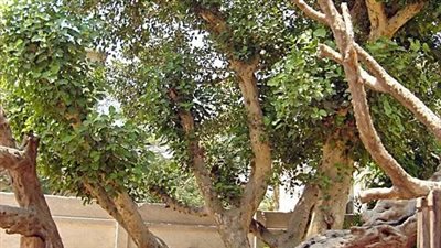 محافظة القاهرة تواصل أعمال رصف شوارع حي المطرية وتطوير محيط شجرة مريم