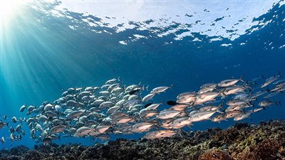 في اليوم العالمي للمحيطات.. نصائح 