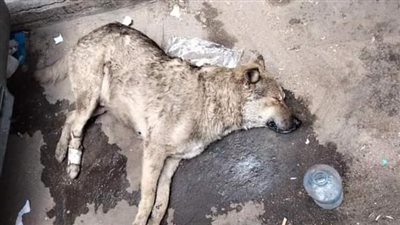 الأهالي يستغيثون لإنقاذ كلاب مسمومة أطلق مجهولون الخرطوش عليها في الإسكندرية (صور)