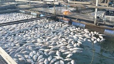 زراعة النواب تناقش تطوير بحيرة قارون وارتفاع القيمة الإيجارية لمستأجري المزارع السمكية