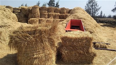 وزيرة البيئة: 1.2 مليار جنيه أرباح الاستفادة من قش الأرز في موسم الحصاد