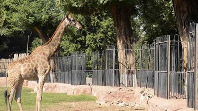 طبيب بيطري: حديقة الحيوان بها سلالة زراف ضمن 9 فقط على مستوى العالم (فيديو)