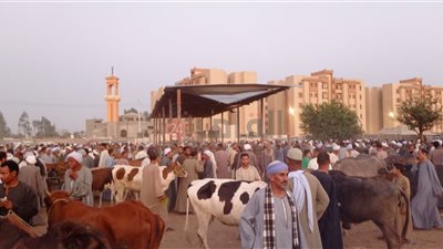 أسواق الماشية بقنا تخالف إجراءات مواجهة كورونا.. والأهالي يستغيثون بالمسئولين (فيديو)