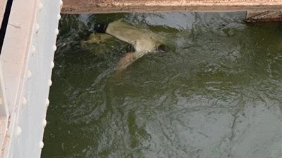 العثور على جثة عامل طافية بمياه ترعة البحر الصغير في الدقهلية