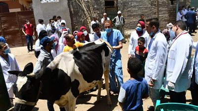 جامعة سوهاج تطلق قافلة بيطرية مجانية بمركز طهطا (صور) 