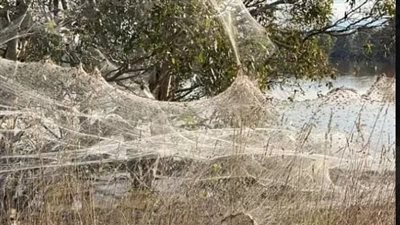 أنسجة العنكبوت تغطي الريف الأسترالي بسبب برودة الطقس (صور)