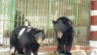 نفوق الدب هاني في حديقة حيوان الجيزة بصورة مفاجئة