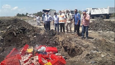 إعدام طن ونصف دواجن غير صالحة للاستهلاك بكفر الشيخ (صور)
