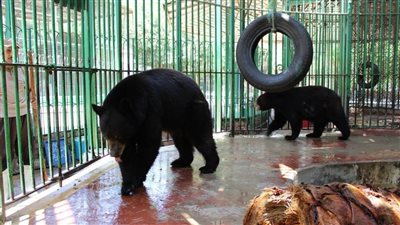 بعد رفع قيمة تذكرة الدخول.. حديقة الحيوان وتاريخها الممتد على مدى 131 عاما