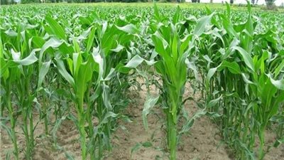 زراعة الأقصر تعلن صرف كامل المقررات السمادية حتى نهاية سبتمبر