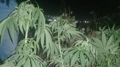 النيابة العامة تأمر بحبس فلاح زرع 45 شجرة بانجو وسط الذرة بالمنوفية