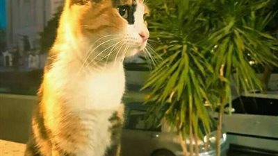 بعلبة تونة سامة.. قتل قطة مهرجان القاهرة السينمائي بعد إنجابها داخل حديقة دار الأوبرا (صور) 