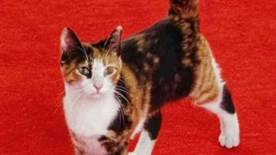 أول تعليق من الطب البيطري على قتل قطة دار الأوبرا (خاص)