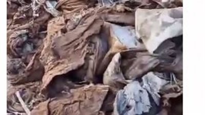 التحقيق مع تربي في واقعة استخراج أكفان من مقابر شبين الكوم بالمنوفية