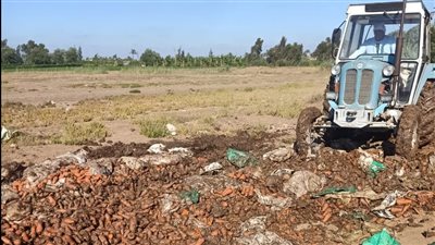 إعدام 22 طن مخلل وملح فاسد في البحيرة (صور)