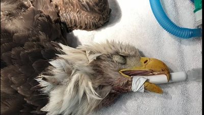 مرض غامض يصيب الطيور بالعمى في أمريكا (صور)