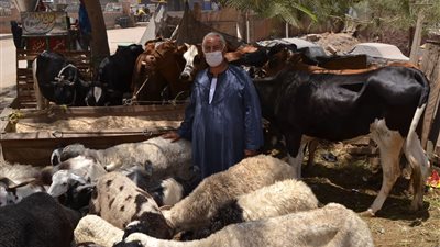 وزير التنمية المحلية يوجه بحظر إقامة شوادر بيع الخراف والمواشي في الشوارع خلال فترة عيد الأضحى