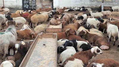 الزراعة تستكمل تسليم المواطنين أضاحي العيد.. تعرف على أماكن الاستلام