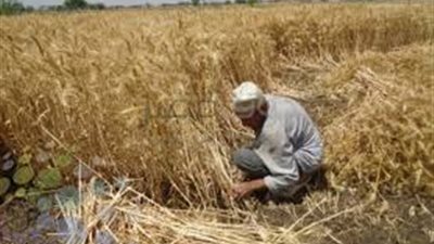 ذاكرة الأمثال (4).. 