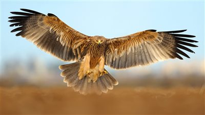 16 منها مهددة بالانقراض.. 500 نوع من الطيور النادرة في مصر (صور)