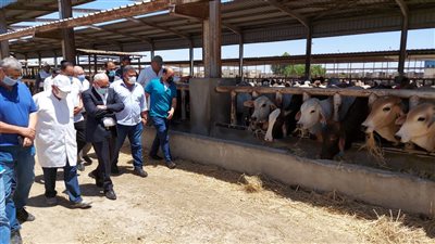 محافظ بورسعيد: محطة تسمين الماشية تستقبل الراغبين في حجز الأضاحي