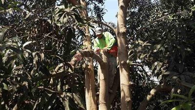 ما هو الهباب الأسود الذي دمر محصول المانجو بالإسماعيلية؟