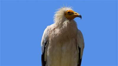 كيف أسهم مشروع دولي في حماية النسر المصري؟ (خاص)